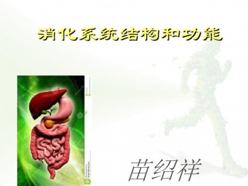 人体解剖生理学-_消化系统的结构与功能