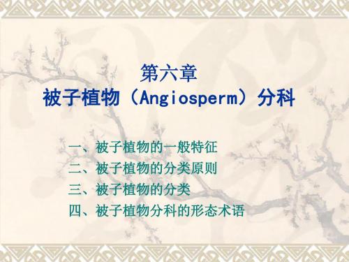 第六章被子植物Angiosperm-精选文档73页