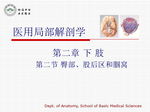 医用局部解剖学-臀部、股后区、腘窝