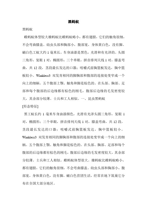 黑蚂蚁