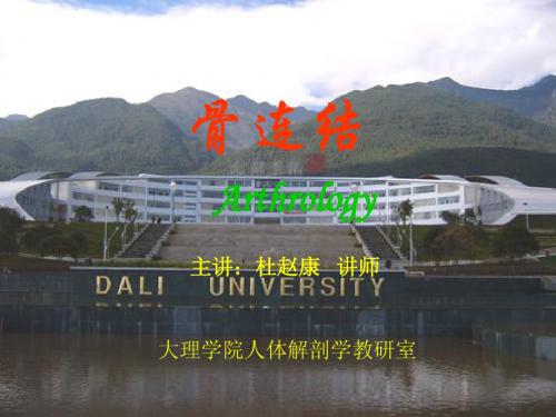 02骨连结