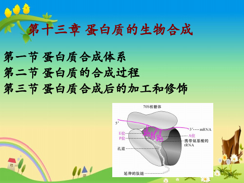 【中国农业大学CAU考研 生物化学】蛋白质的生物合成