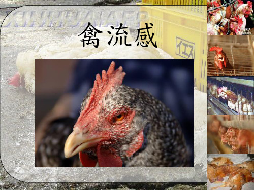 禽流感介绍病毒分类.ppt