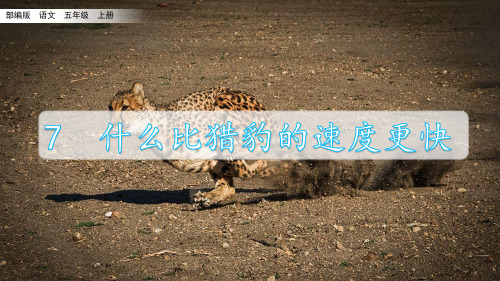 7《什么比猎豹的速度更快》课件(共23张PPT)
