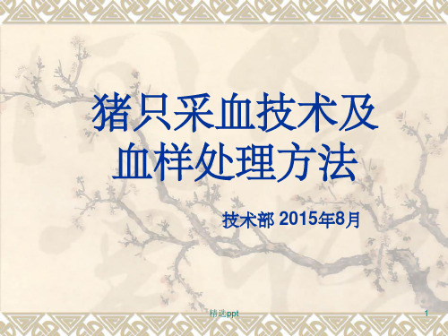 猪只采血技术及血样处理方法ppt课件