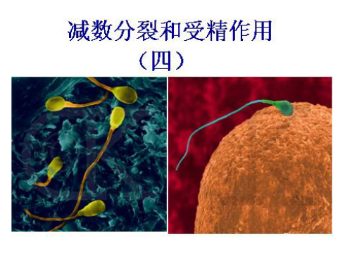受精作用用PPT课件