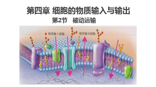 被动运输ppt课件