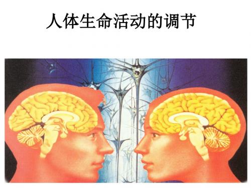 生物：2.2《人体生命活动的调节》课件(苏教版必修3)