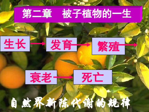 被子植物的一生复习课件