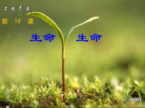 人教版四年级下册语文第五单元《生命 生命》课件