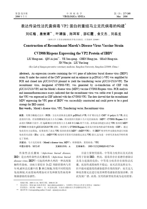 表达传染性法氏囊病毒VP2蛋白的重组马立克氏病毒的构建