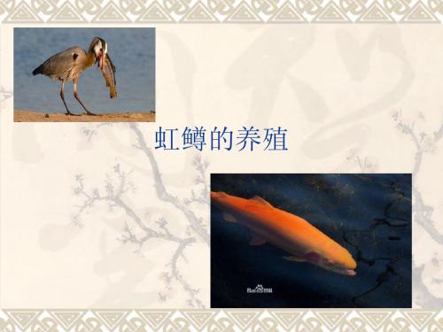 虹鳟