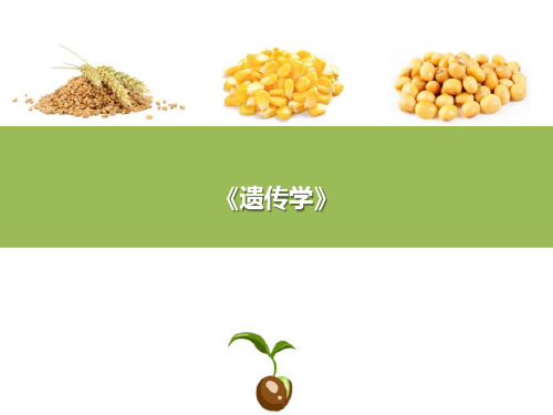 数量性状的遗传—数量性状基因定位(遗传学课件)