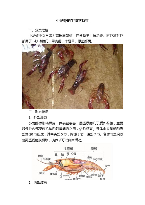 小龙虾的生物学特性