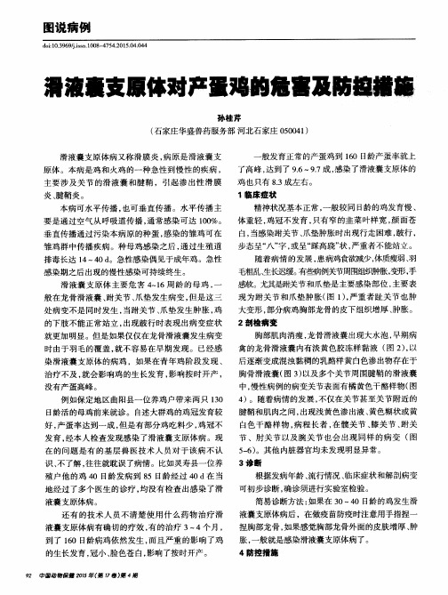 滑液囊支原体对产蛋鸡的危害及防控措施