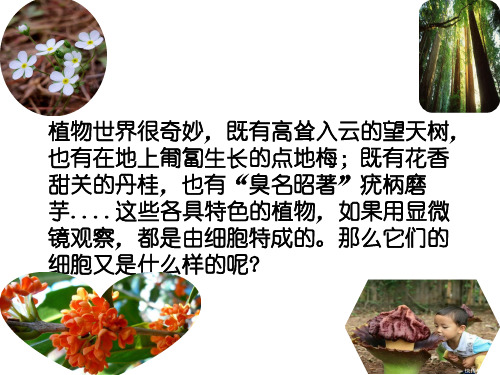 第一节植物细胞的结构与功能课件2021-2022学年苏教版生物七年级上册