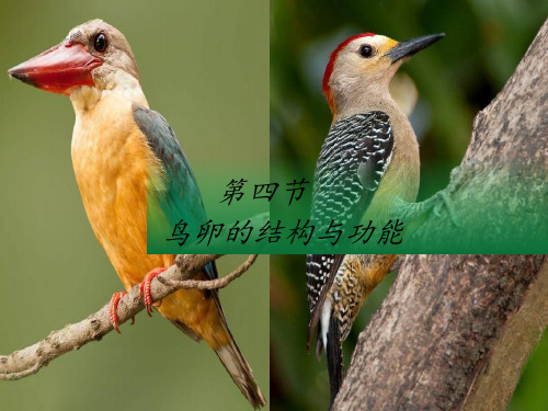 鸟卵的结构与功能-课件-2020-2021学年八年级生物人教版下册