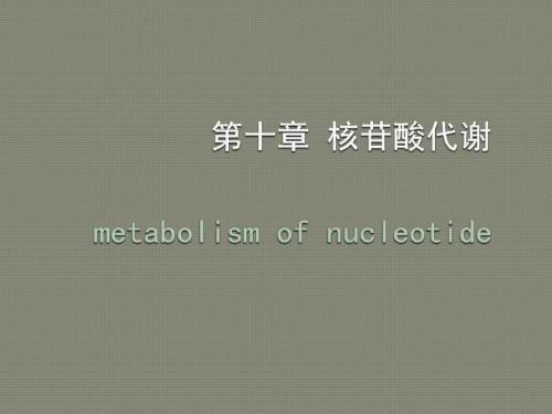 核苷酸代谢PPT精品医学课件
