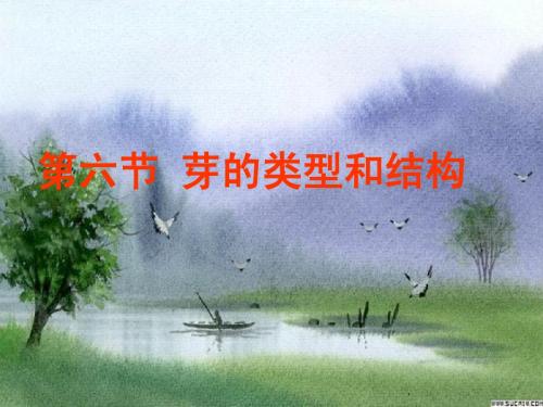 济南版初中生物八年级上册芽的类型和发育课件(共33张PPT)