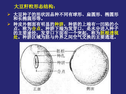 大豆籽粒
