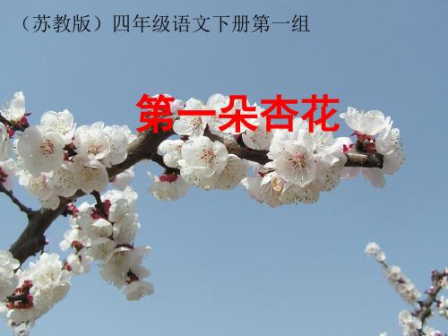 苏教版四年级下册语文《第一朵杏花》课件PPT