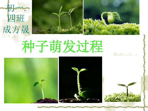种子萌发的过程(生物)
