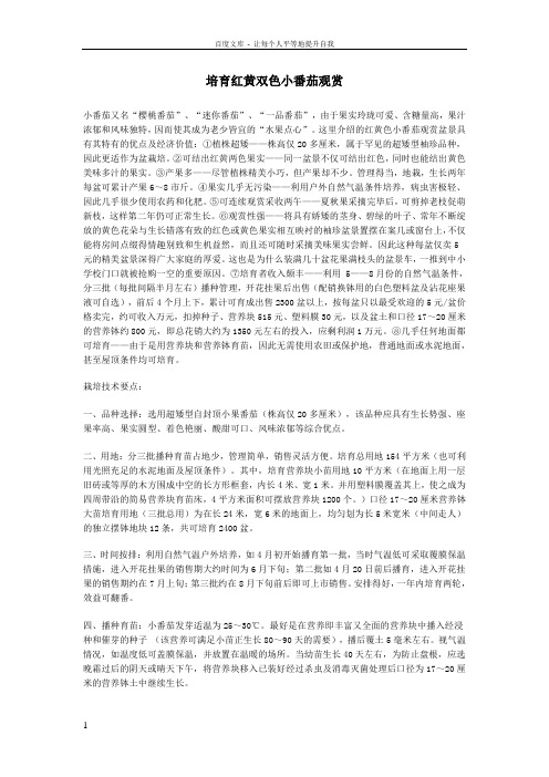 培育红黄双色小番茄观赏