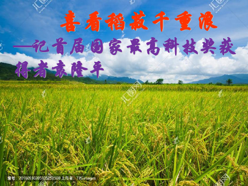 人教版《喜看稻菽千重浪》课件(共10张PPT)