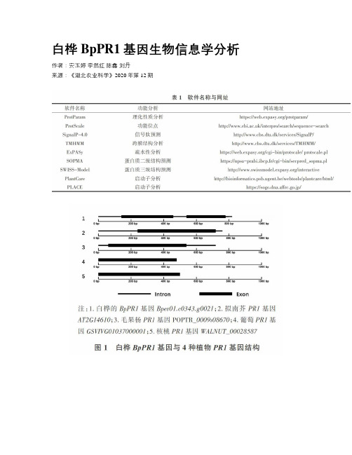 白桦BpPR1基因生物信息学分析