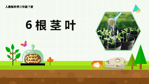 人教版科学三年级下册 6 《根 茎 叶》优质课件