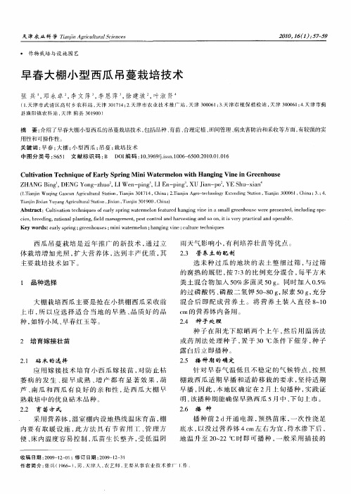 早春大棚小型西瓜吊蔓栽培技术