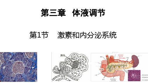 生物人教版(2019)选择性必修1 3.1激素与内分泌系统(共73张ppt)