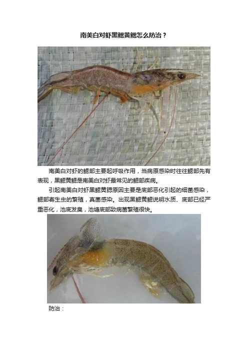 南美白对虾黑鳃黄鳃怎么防治？
