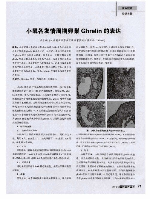 小鼠各发情周期卵巢Ghrelin的表达