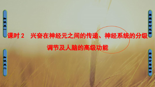 2018学年高中生物必修三课件 第2章 动物和人体生命活动的调节 第2章-第1节-课时2