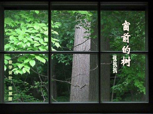 窗前的树(张抗抗)完美版教学PPT