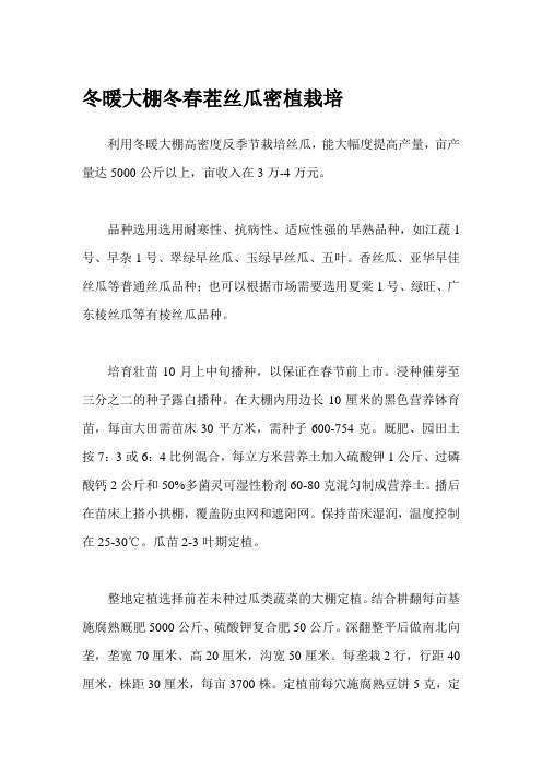 冬暖大棚冬春茬丝瓜密植栽培