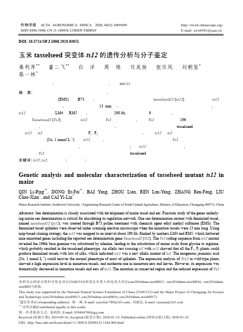 玉米tasselseed突变体ts12的遗传分析与分子鉴定