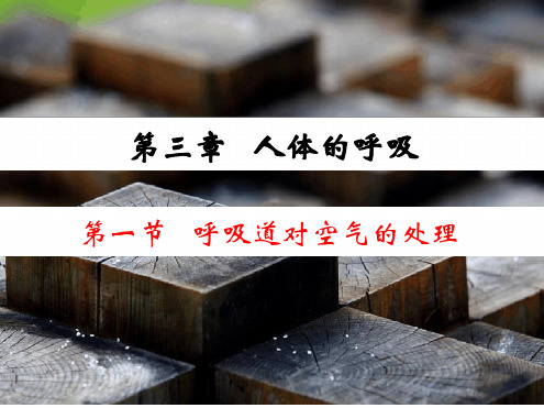 人教版七下生物 31呼吸道对空气的处理 课件 共25张共25张