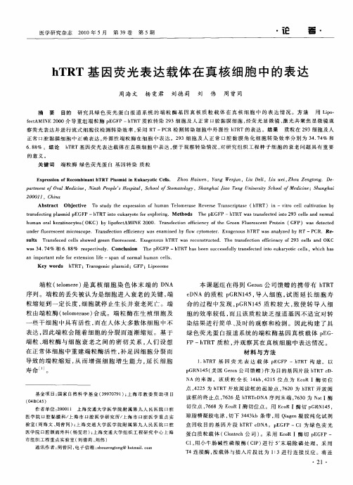 hTRT基因荧光表达载体在真核细胞中的表达