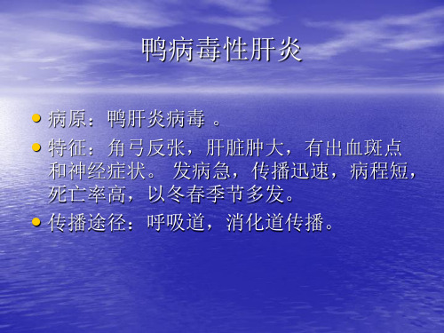 鸭病毒性肝炎