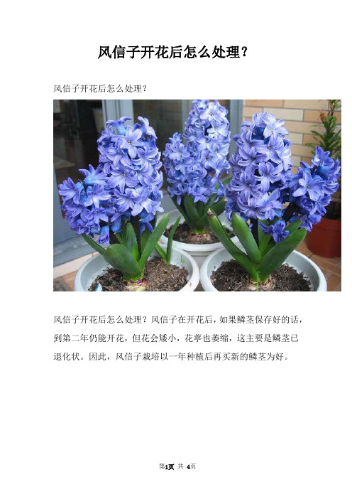 风信子开花后怎么处理？