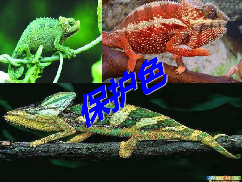 六年级下册科学课件-4.2有利于生存的本领 ｜苏教版  (共29张PPT)