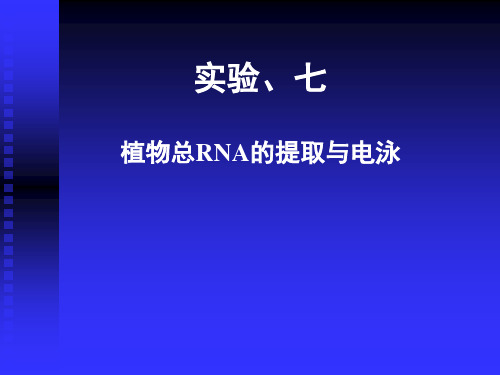 植物总RNA的提取与电泳