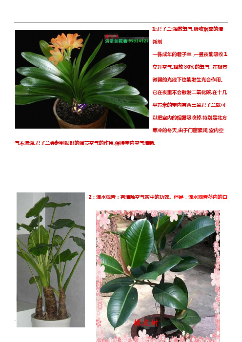 14种适合在室内摆放的植物、盆景。