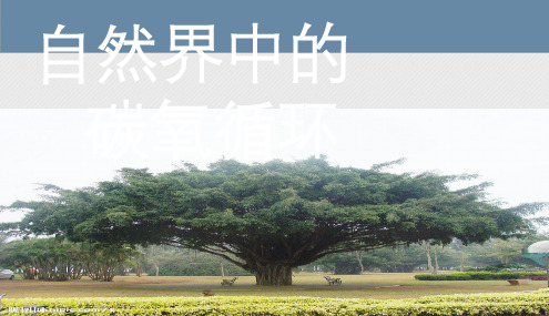 自然界中的碳循环和氧循环