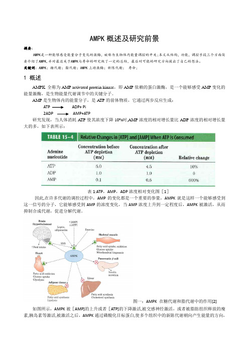 AMPK分子综述及研究前景