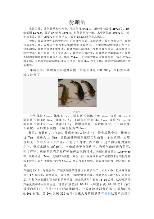 黄颡鱼