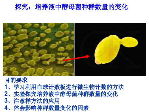 培养液中酵母菌种群数量的变化探究实验(公开课)