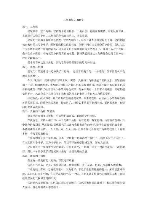 三角梅作文200字优秀作文